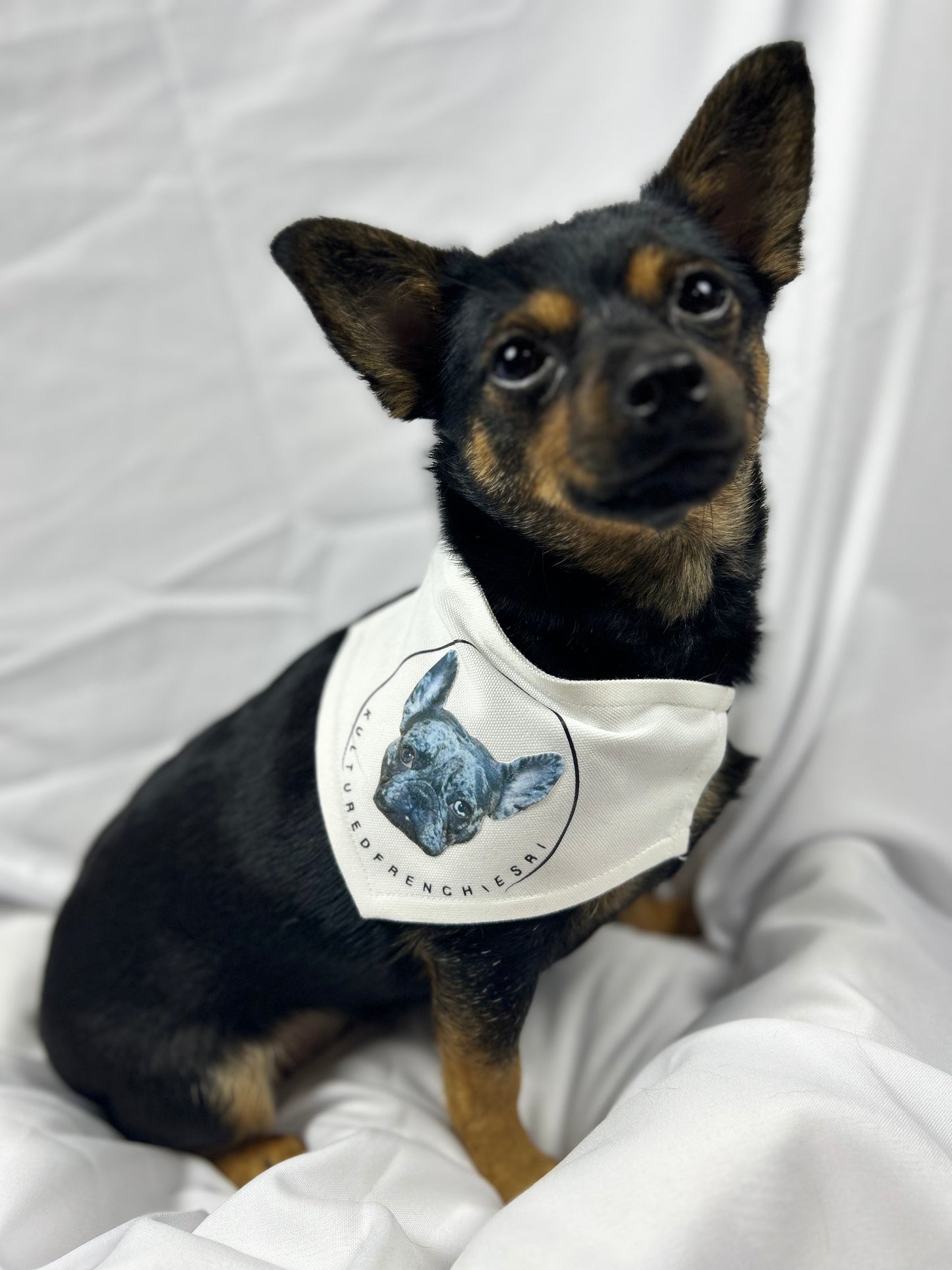 Custom Dog Bandana Collar