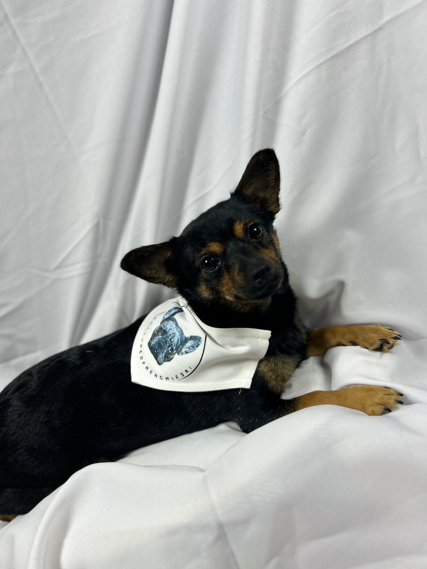 Custom Dog Bandana Collar