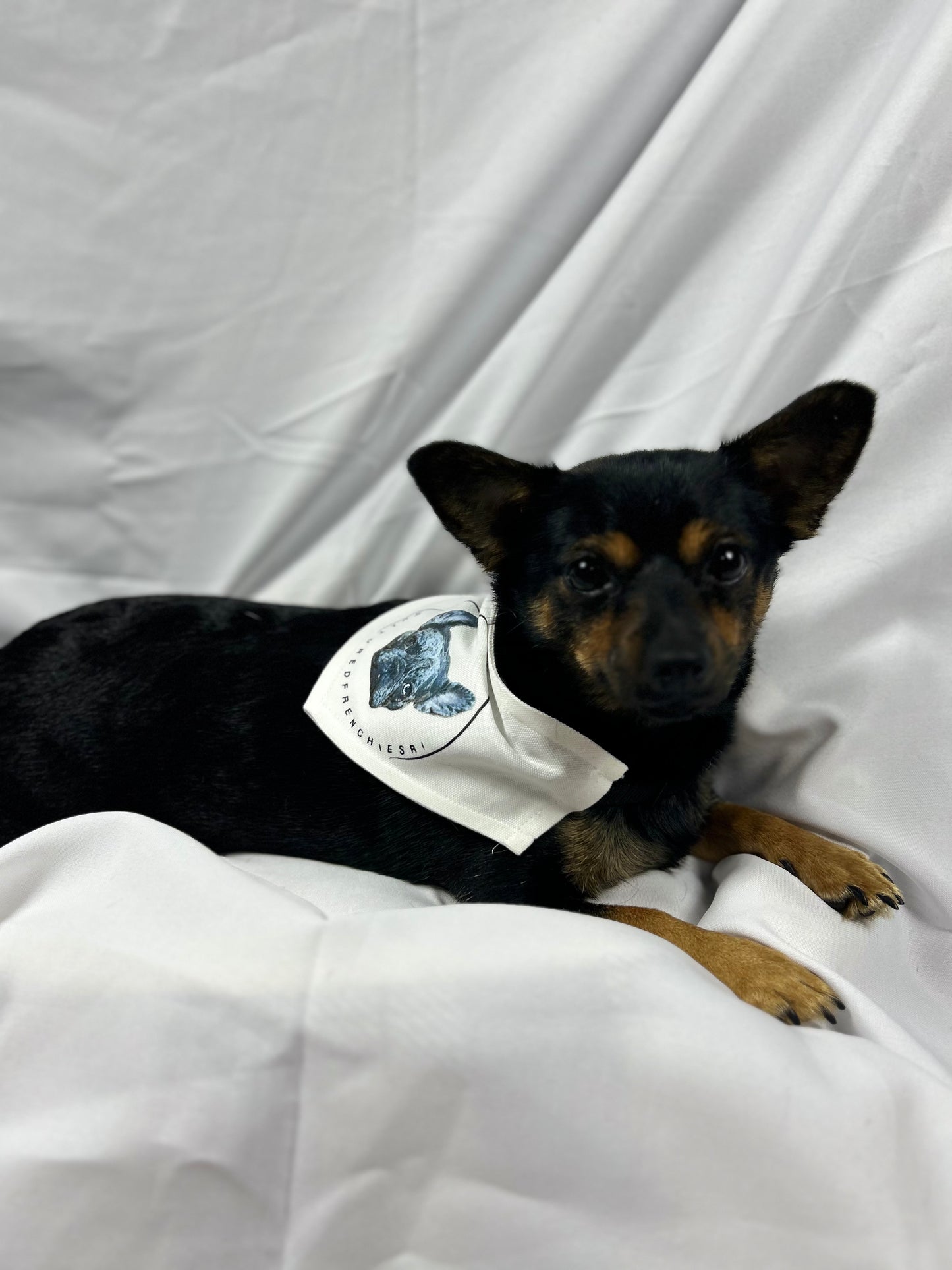 Custom Dog Bandana Collar