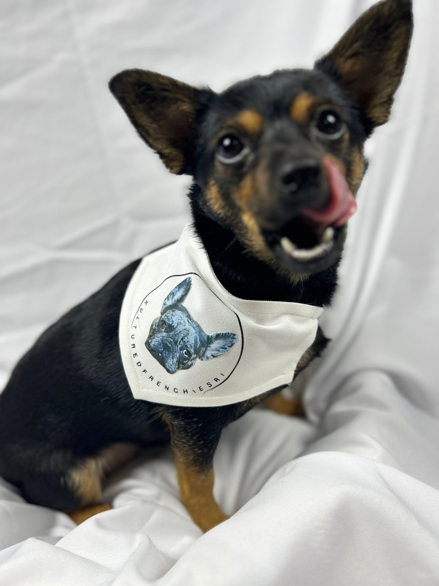 Custom Dog Bandana Collar
